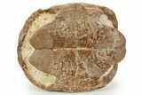 Adorable, Inflated Fossil Tortoise (Stylemys) - South Dakota #373011-7